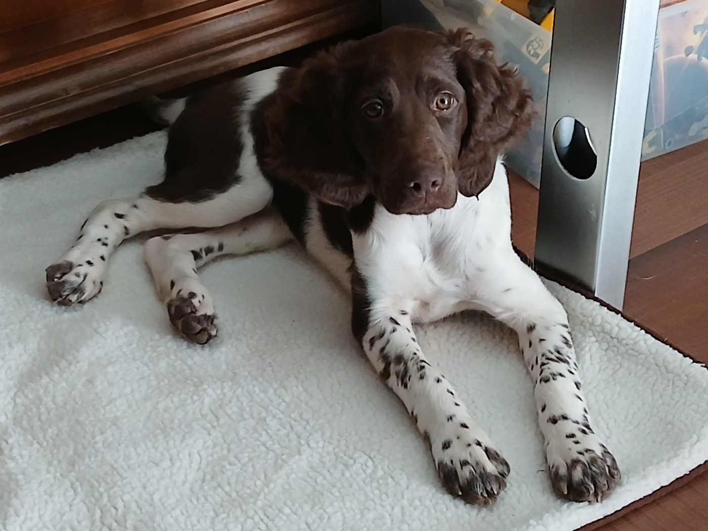 ATHENA de la Haute Verrière