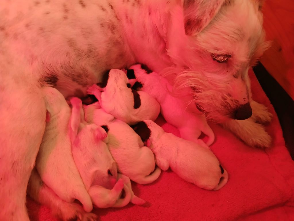 Chiots disponibles