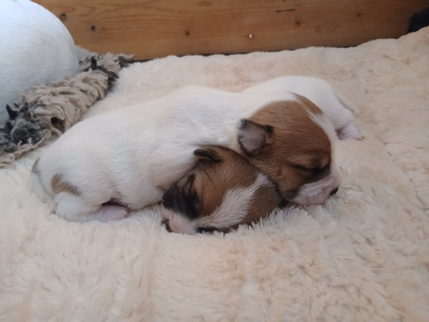Chiots