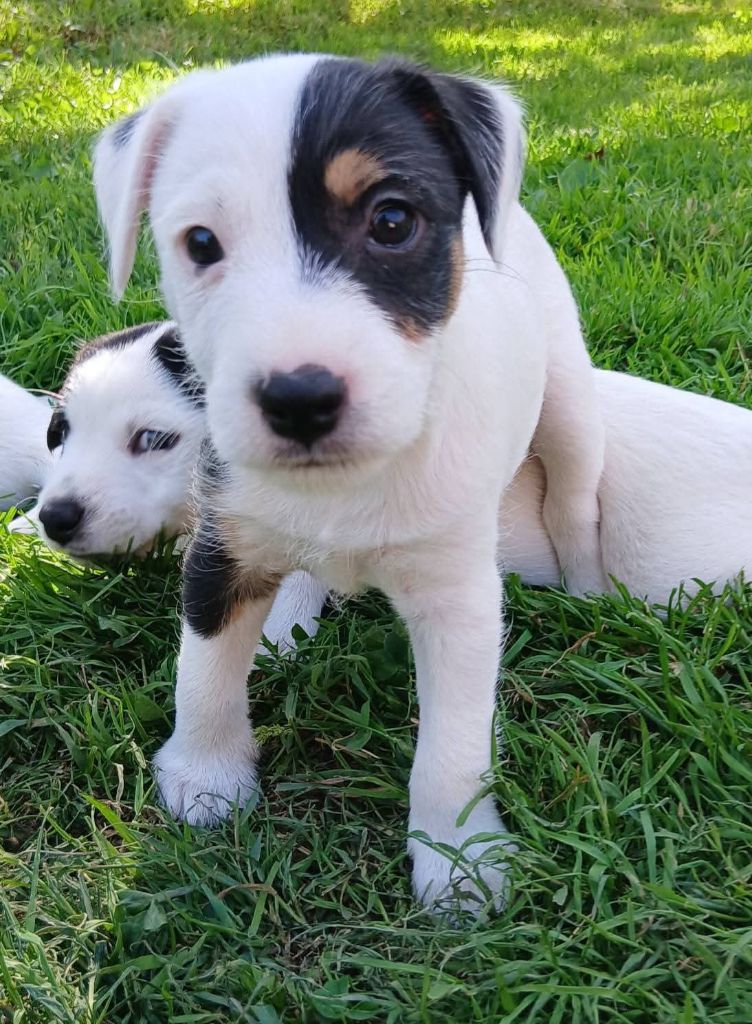 Chiots disponibles