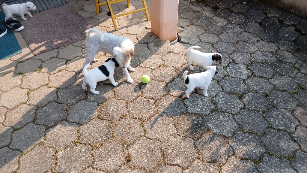 Chiots mâles disponibles 