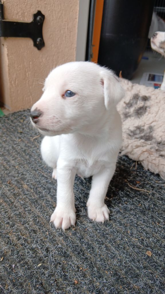des Garennes du Horn - Chiots disponibles - Parson Russell Terrier