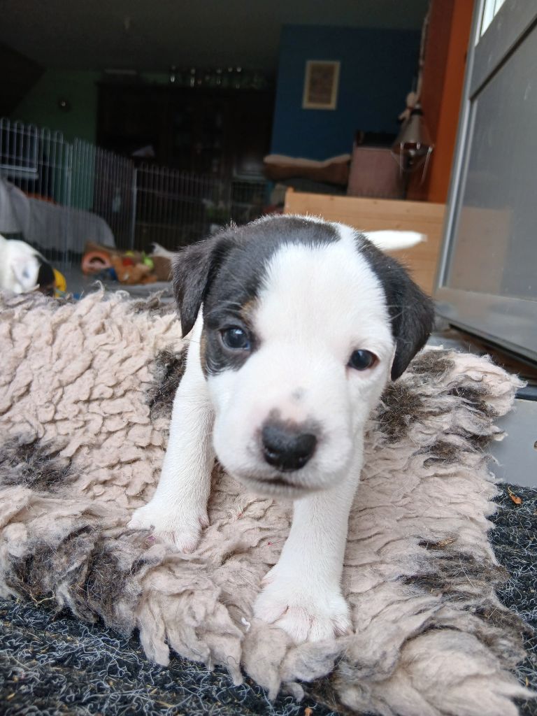 des Garennes du Horn - Chiots disponibles - Parson Russell Terrier