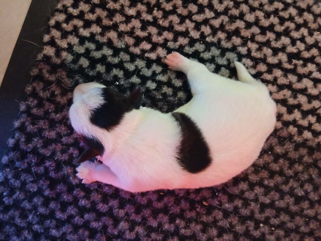 des Garennes du Horn - Chiots disponibles - Parson Russell Terrier