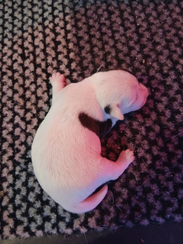 des Garennes du Horn - Chiots disponibles - Parson Russell Terrier