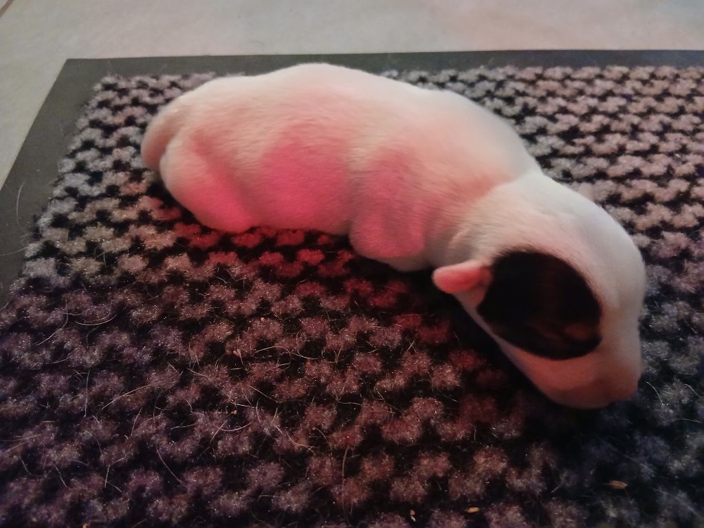 des Garennes du Horn - Chiots disponibles - Parson Russell Terrier