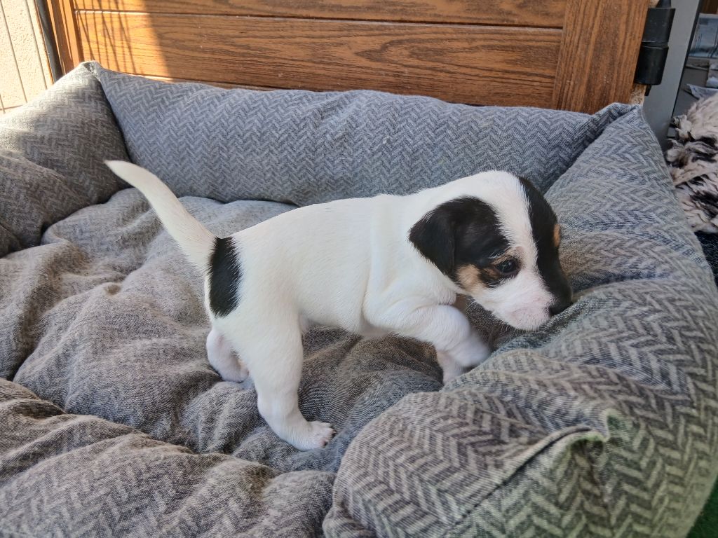 des Garennes du Horn - Chiots disponibles - Parson Russell Terrier