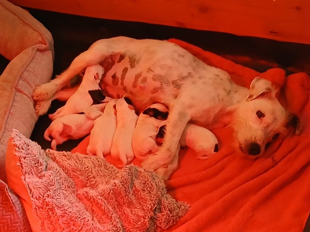Chiot Parson Russell Terrier des Garennes du Horn