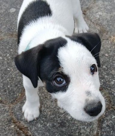 des Garennes du Horn - Chiots disponibles - Parson Russell Terrier