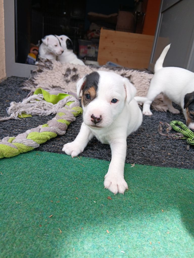 des Garennes du Horn - Chiots disponibles - Parson Russell Terrier