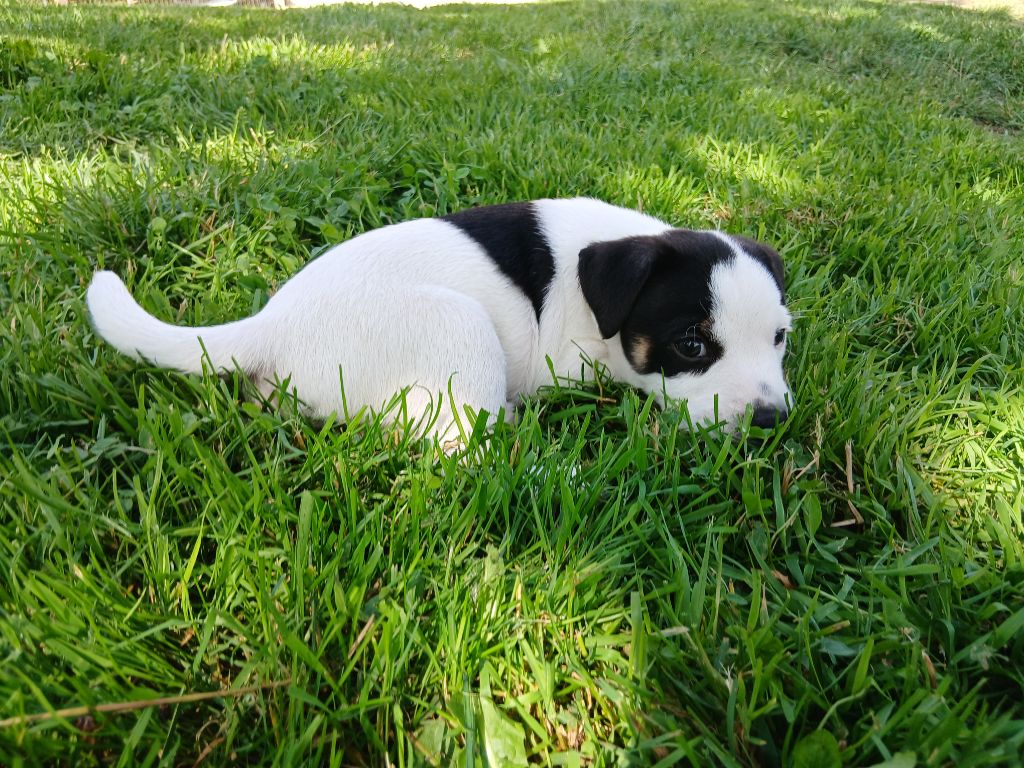 des Garennes du Horn - Chiots disponibles - Parson Russell Terrier