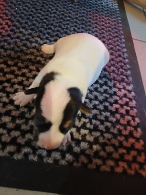 CHIOT 6