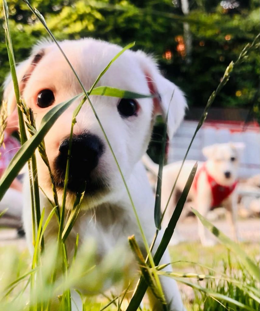 des Garennes du Horn - Chiots disponibles - Parson Russell Terrier