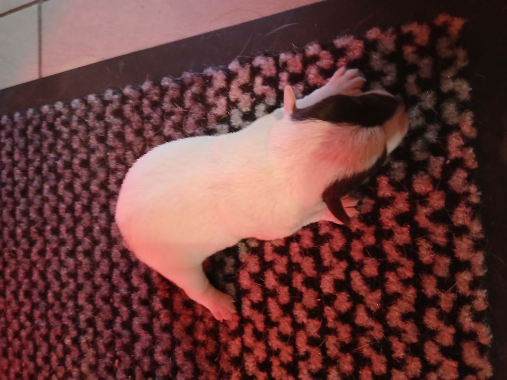 des Garennes du Horn - Chiots disponibles - Parson Russell Terrier