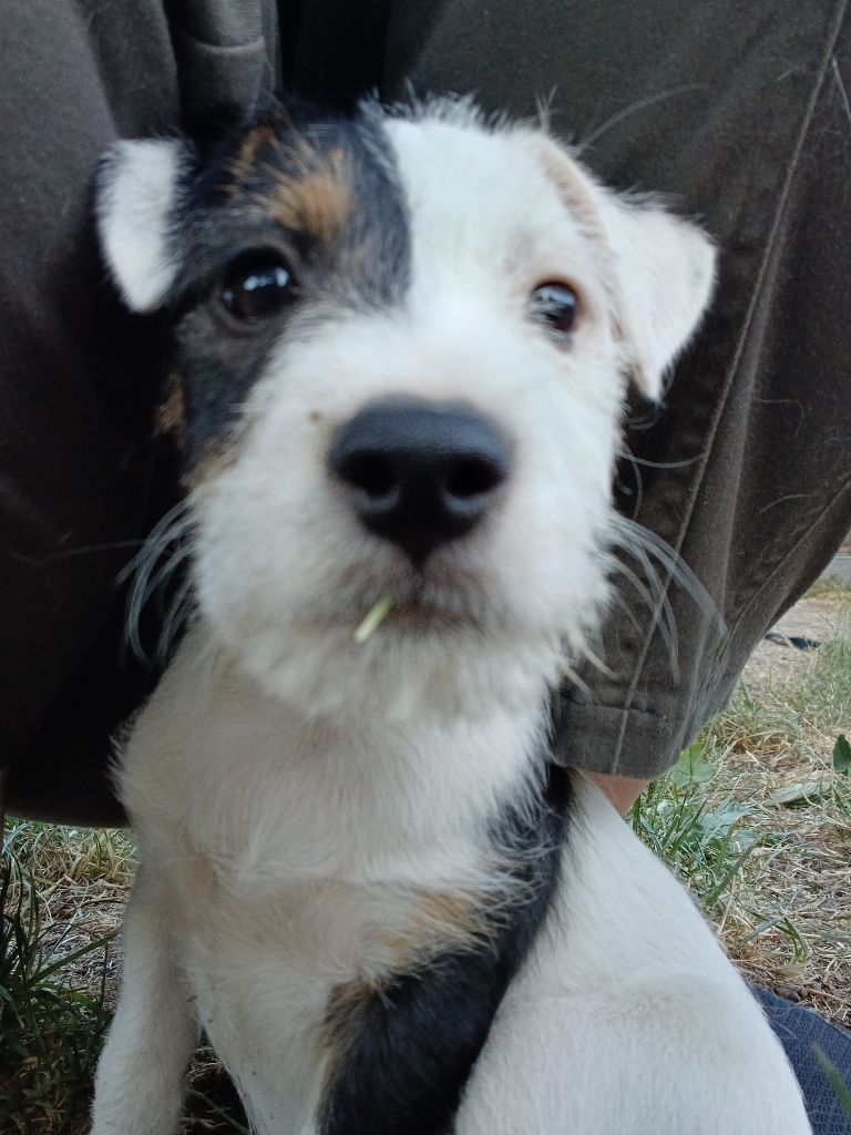 des Garennes du Horn - Chiots disponibles - Parson Russell Terrier