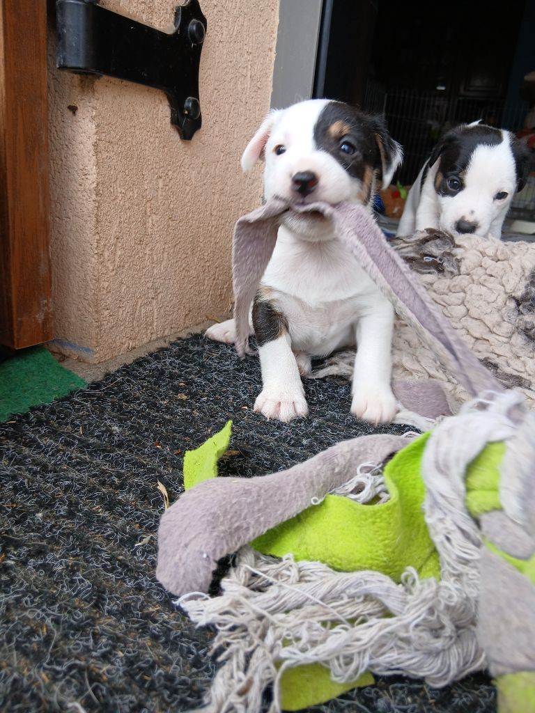 des Garennes du Horn - Chiots disponibles - Parson Russell Terrier