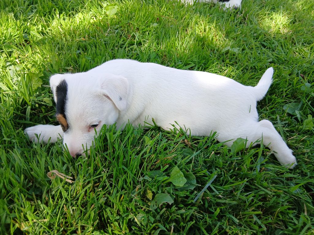 des Garennes du Horn - Chiots disponibles - Parson Russell Terrier