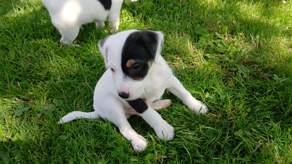 des Garennes du Horn - Chiots disponibles - Parson Russell Terrier
