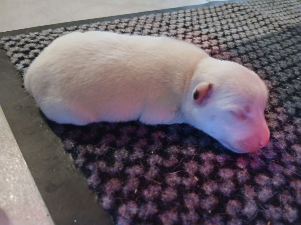 des Garennes du Horn - Chiots disponibles - Parson Russell Terrier
